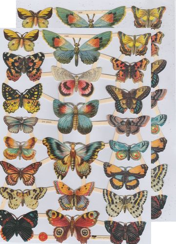 Chromo EF 7426 Butterfly