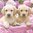 2 Paper Napkins Cute Labradors
