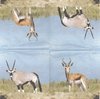 4 Serviettes papier Gazelle Antilope