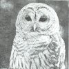 2 Paper Napkins Owl