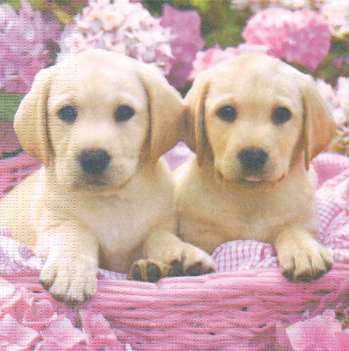 2 Paper Napkins Cute Labradors