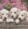 4 Paper Napkins Little Puppies