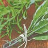 2 Paper Napkins Herbs Sage Bundle
