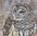 2 Paper Napkins Barred Pattern Owl