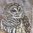 2 Paper Napkins Barred Pattern Owl