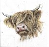 4 Serviettes papier Vache écossaise Galloway