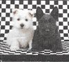2 Serviettes papier Chien Terrier Black & White