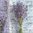 4 Paper Napkins Lavender Bouquet