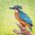 4 Paper Napkins Kingfisher