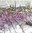 4 Paper Napkins Lavender Field