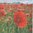2 Paper Napkins Poppies Field
