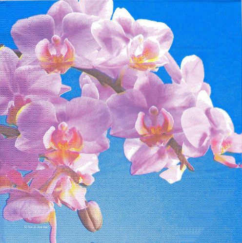 2 Serviettes papier Orchidée Blue Sky