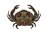 Patch Thermocollant Tissu Crabe