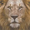 2 Paper Napkins Portrait of a Lion