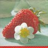 4 Paper Napkins Strawberry Blossom