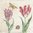 4 Serviettes papier Tulipes Botanique